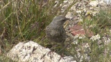 Video of Alpine Accentor - Alpine Accentor finding insects in the top of the mountain.